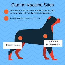 Distemper, parvo, lepto… oh my! Can I Give My Dog Shots At Home Or Should I Take Him To The Vet Pethelpful By Fellow Animal Lovers And Experts