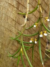 Image result for Nephrangis filiformis