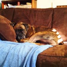 An adoption donation fee is required to adopt a rescued boxer. Four Seasons Boxer Rescue Home Facebook