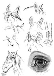 Ear Study Horse By Blackseagull On Deviantart Horse Drawings Horse Art Drawing Horse Sketch