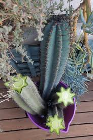 Image result for cactus cuttings