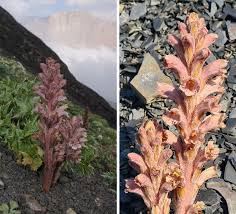 Image result for Orobanchaceae