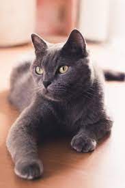 Can Cats Smile Yes But They Use Their Eyes To Do It Study Discovers