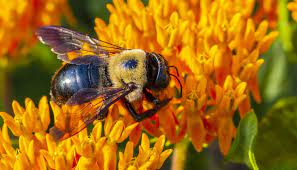 .different species of bees, including carpenter bees, bumble bees, and honey bees, and we tend to think of yellow jackets as bees, even though they are actually wasps. Keeping Carpenter Bees Away By Improving Your Home Vulcan Termite Pest Control