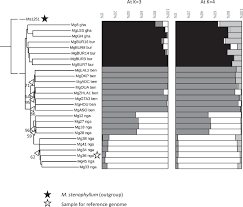 Image result for Macrotyloma stenophyllum