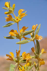 Image result for Astripomoea malvacea