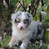Australian shepherd welpe am 15.dezember 2019 hat unsere hündin traumhafte australian shepherd welpen in black tri und blue merle, red factored bekommen. 1