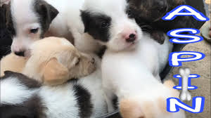 /image philippine animal welfare society (paws) facebook page. Pure Aspin Askal Philipine Dog Breed Pure Aspin Askal Puppies Youtube