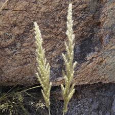 Image result for Enneapogon cenchroides