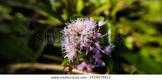 Image result for Vernonanthura