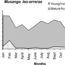 Image result for Musanga leo-errerae