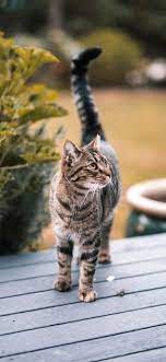 Check spelling or type a new query. 10 Cute Cat Wallpapers For Iphone Xr Iphone Xs Iphone Xs Max I Like Cats Very Much Tabby Cat Cute Cat Wallpaper Dog Cat Pictures