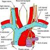 Brachiocephalic trunk (divides into common carotid and subclavian) b. 1