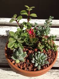 Half moon bay boasts one of the most spectacular white sand crescent beaches in the world. Seven Little Succulent Plants From Half Moon Bay Succulents Succulent Gardening Plants