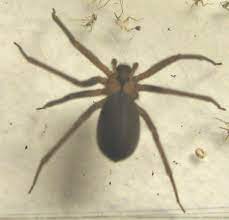 Symptoms of a brown recluse bug bite how do i prevent a brown recluse spider bite? Brown Recluse Spider Is Toxic To Dogs Pet Poison Helpline