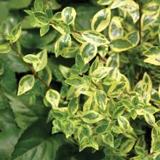 (caprifoliaceae) cultivars silver anniversary ™. Shrub Gcm Theme Two