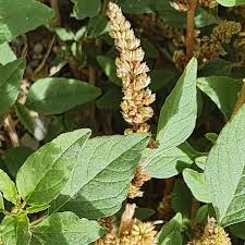 Image result for Amaranthus deflexus