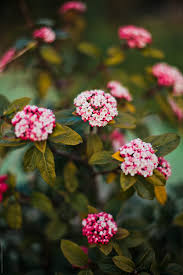 Pink flowers are perfect for everyone from your girlfriend to mom or daughter, and look beautiful in any garden. Pretty Tiny Light Pink Flowers In Spring By Sanja Lydia Kulusic