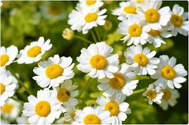 Check spelling or type a new query. New Leukemia Treatment Developed From Common Wild Flower