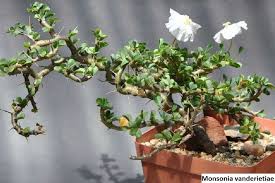 Image result for Monsonia