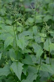 Image result for Chenopodiastrum