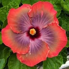 Image result for Hibiscus platycalyx