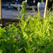 Image result for Lobelia uliginosa