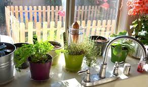 Maybe you would like to learn more about one of these? Best Kitchen Plants Plants For Kitchen To Decorate It Balcony Garden Web