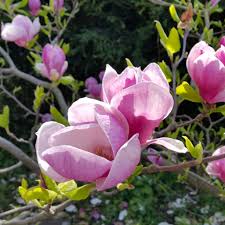 Image result for magnolia soulangeana