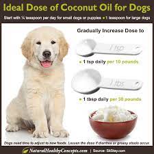 Ideal Dose Coconut Oil Dogs Coconut Oil For Dogs Oils For Dogs Dog Remedies