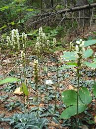 Image result for Goodyera