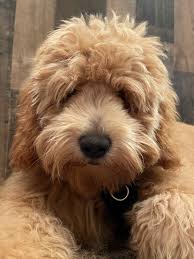 Your new friend, a goldendoodle puppy is waiting for you. Mini Goldendoodle F1b F1bb Golden Point Puppies