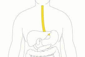Image result for esophagus