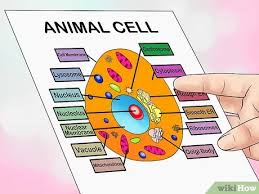 4 Cara Untuk Membuat Sel Hewan Untuk Proyek Sains Wikihow