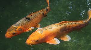 Maybe you would like to learn more about one of these? Common Koi Pond Issues How To Solve Them Timberland Tree Care