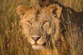 A Closer Look At Lion Evolution Offers Hope For Saving The Big Cats In 2020 African Lion Animals Are Beautiful People Big Cats