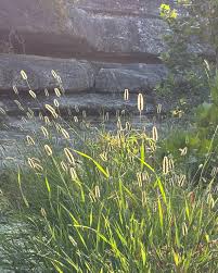 Image result for Setaria parviflora