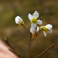 Image result for Arabidopsis thaliana