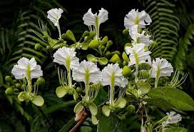 Image result for Berlinia grandiflora