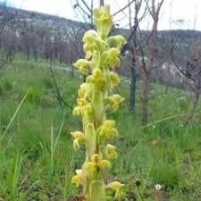 Image result for Satyrium macrophyllum