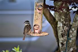 Use your browsers back button to return to this page. Get The Facts On Backyard Bird Feeding Bc Spca
