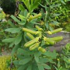 Image result for Crotalaria rhodesiae