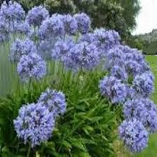 Image result for Agapanthus praecox