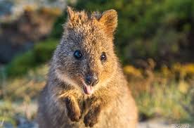 Quokkas Rottnest Island Quokka Quokka Animal Dog Beach