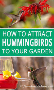 How to attract hummingbirds to your garden year round. Attract Hummingbirds To Your Garden 10 Tips You Can Use In Your Yard Gardening From House To Home