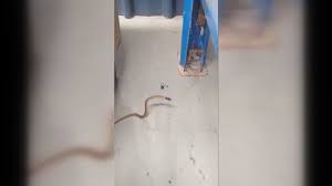 Poisonous and venomous snakes, spiders and insects in india. Australia Where Tiny Spiders Can Trap And Kill Deadly Snakes Video Abc News