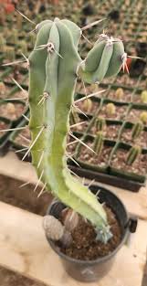 Image result for Myrtillocactus geometrizans