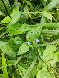 Image result for Aneilema umbrosum