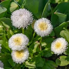 Image result for Bellis
