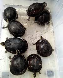 Karena ada daun sirih dekat rumah, kami putuskan untuk merendam zidah setiap hari di air rebusan daun sirih. Liar Reptile Ready Too Adopt Kura Kura Ambon